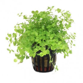 Micranthemum umbrosum Micranthemum umbrosum