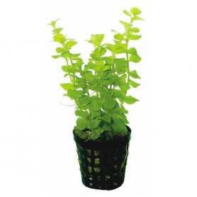 Lysimachia aurea Lysimachia aurea