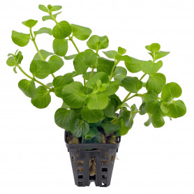 Lysimachia nummularia Lysimachia nummularia