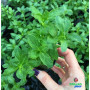 Limnophila aromatica
