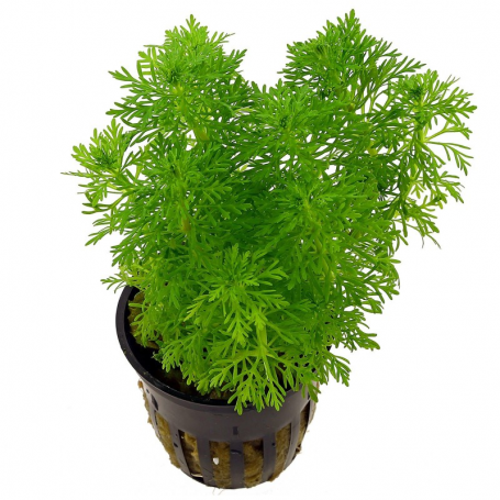 Ambulia sessiliflora