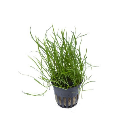 Lilaeopsis Mauritania