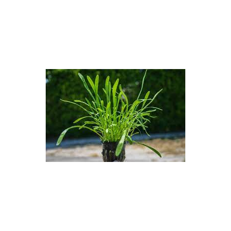 Lilaeopsis carolinensis