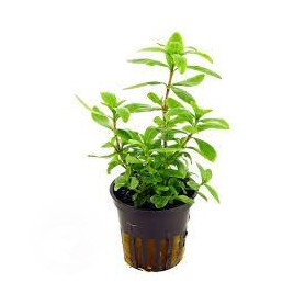 Hygrophila polysperma Hygrophila polysperma
