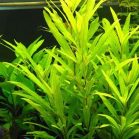 5x Hygrophila siamensis Hygrophila siamensis