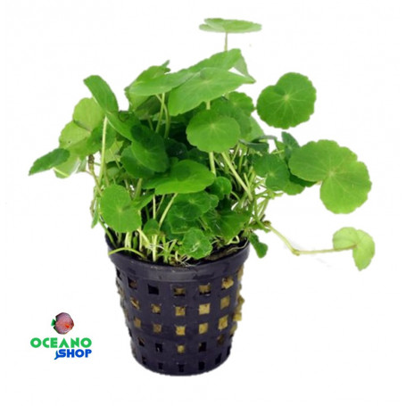 Hydrocotyle leucocephala