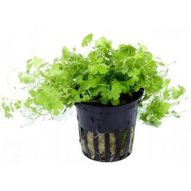 Hydrocotyle tripartita Hydrocotyle tripartita