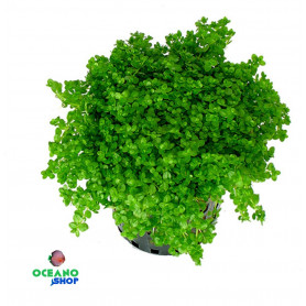 Hemianthus callitrichoides Cuba Hemianthus callitrichoides Cuba
