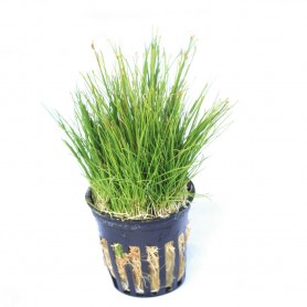 Eleocharis acicularis Eleocharis acicularis