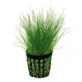 5x Eleocharis parvula Eleocharis parvula