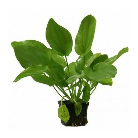 Echinodorus grandifolius