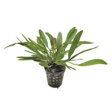 Echinodorus Red Devil