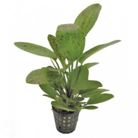 5x Echinodorus Ozelot green Echinodorus Ozelot green