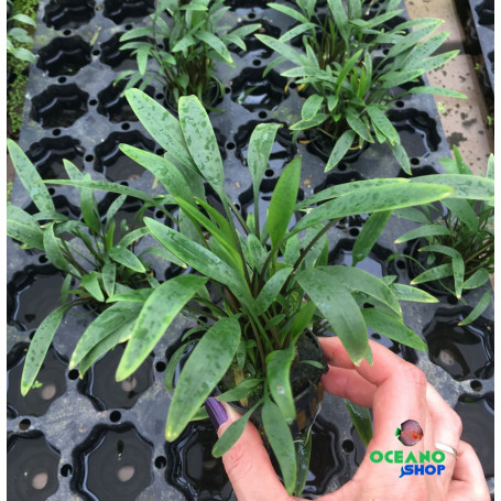 Cryptocoryne nevellii