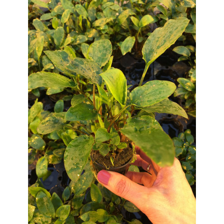 Cryptocoryne bullosa