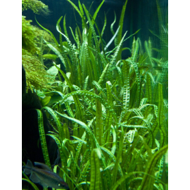 Cryptocoryne balansae Cryptocoryne balansae