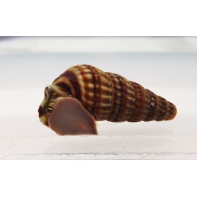 Caracol neritina Juttingae (snail king) Caracol neritina Juttingae (snail king)