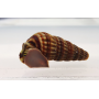 Caracol neritina Juttingae (snail king)
