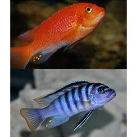 Pseudotropheus Zebra Pseudotropheus Zebra