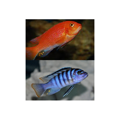 Pseudotropheus Zebra