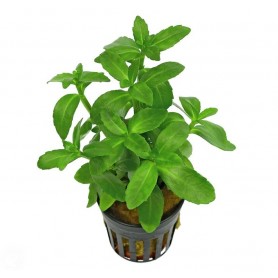 Bacopa madagascariensis Bacopa madagascariensis