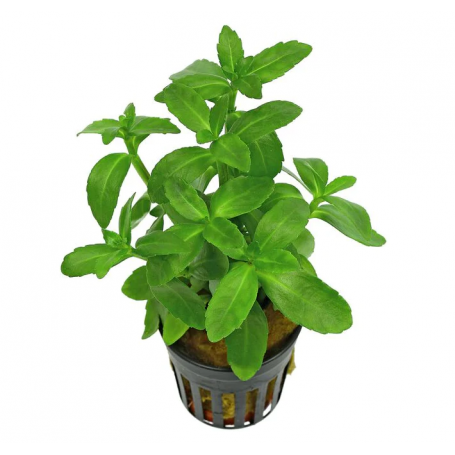 Bacopa madagascariensis