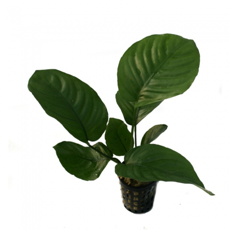 Anubia barteri broad leaf