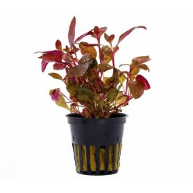 Alternanthera reineckii mini Alternanthera reineckii mini