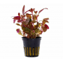 Alternanthera reineckii mini