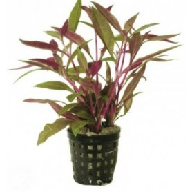 5x Alternanthera Bettzickiana red Alternanthera Bettzickiana red