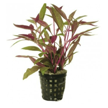 Alternanthera Bettzickiana red