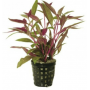 Alternanthera Bettzickiana red