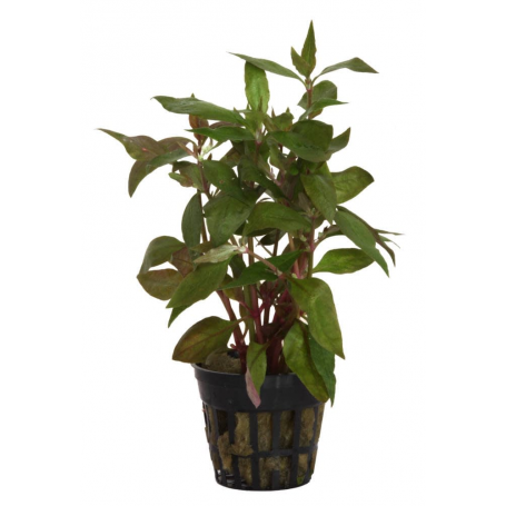 5x Alternanthera lilacina