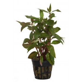 Alternanthera lilacina Alternanthera lilacina