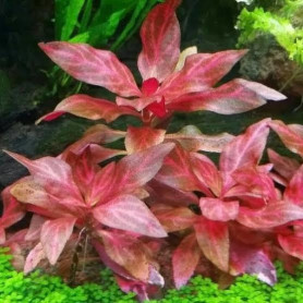 Alternanthera rosaefolia rosanervig Alternanthera rosaefolia rosanervig