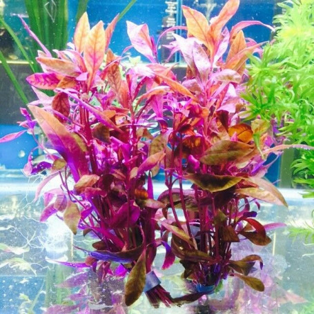 Alternanthera sessilis