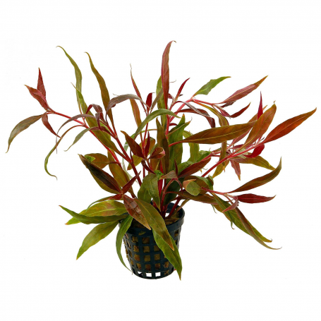 5x Alternanthera rosaefolia