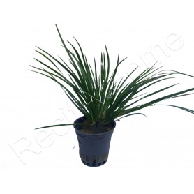 Acorus pusillus Acorus pusillus