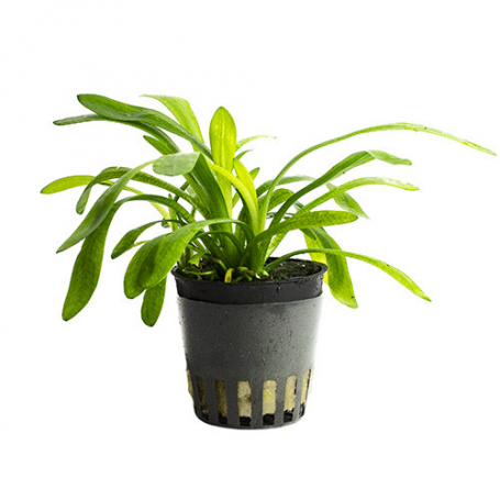 Sagittaria teres subulata