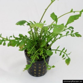 Roripa acuatica Roripa acuatica