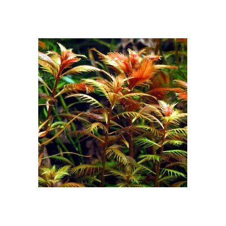 Proserpinaca red
