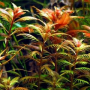 Proserpinaca red