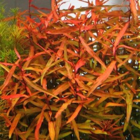 Poligonum red Poligonum red