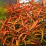 Poligonum red