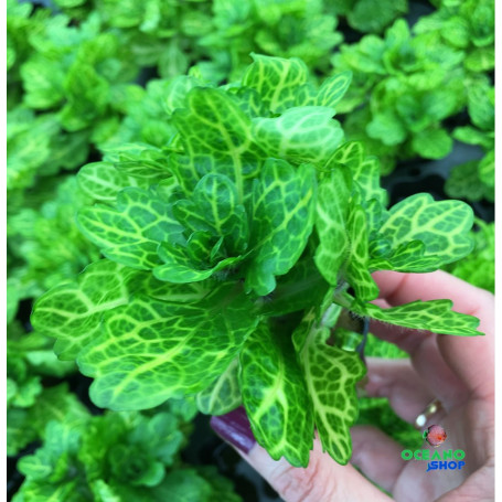 Trichocorynes rivularis