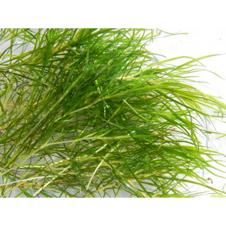 5x Potamogeton pectinatus