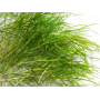 5x Potamogeton pectinatus