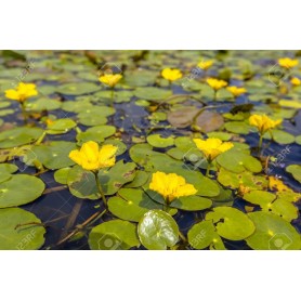 Nymphea peltata Nymphea peltata