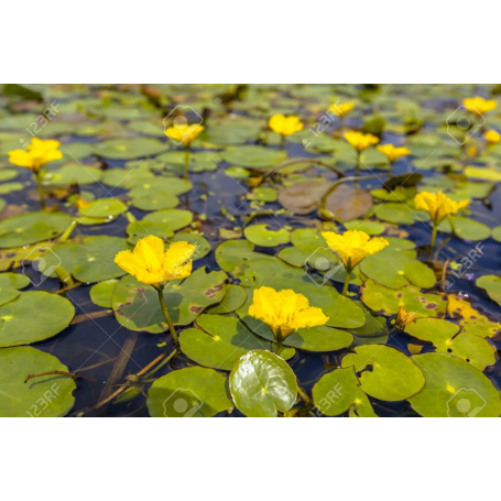 Nymphea peltata