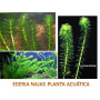 egeria najas acuario planta acuatica